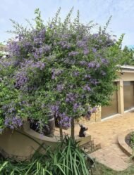 – Sky Flower – Golden Dewdrop – Pigeon Berry – Duranta erectaمن أسمائها المتداولة: دورنتا بنفسجي – دورنتا شامي – دورنتا – ورنتا بنفسجي – شجرة السماء