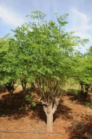 – Drumstick Tree – Horseradish Tree – Moringa – Moringa oleiferaمن أسمائها المتداولة : المورينجا – المورينجا أوليفيرا – شجرة المورينجا – شجرة البان – البان الزيتي – الحبة الغالية
