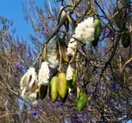 – Kapok Tree – Silk Cotton Tree – Java Cotton – Ceiba pentandraمن أسمائها المتداولة: الكابوك – شجرة الكابوك – شجرة القطن الحريري – شجرة القطن – شجرة الكابوك الاستوائية