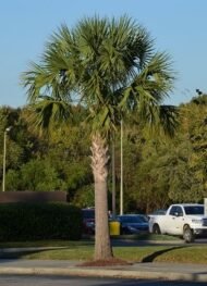 من أسمائها المتداولة: نخيل السابل، نخيل بالميتو، النخيل الملكي الأمريكي، Sabal Palm، Cabbage Palmetto، Palmetto Palm
