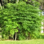 – Drumstick Tree – Horseradish Tree – Moringa – Moringa oleiferaمن أسمائها المتداولة : المورينجا – المورينجا أوليفيرا – شجرة المورينجا – شجرة البان – البان الزيتي – الحبة الغالية