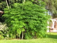 – Drumstick Tree – Horseradish Tree – Moringa – Moringa oleiferaمن أسمائها المتداولة : المورينجا – المورينجا أوليفيرا – شجرة المورينجا – شجرة البان – البان الزيتي – الحبة الغالية