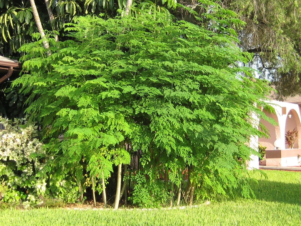 – Drumstick Tree – Horseradish Tree – Moringa – Moringa oleiferaمن أسمائها المتداولة : المورينجا – المورينجا أوليفيرا – شجرة المورينجا – شجرة البان – البان الزيتي – الحبة الغالية