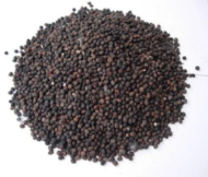 – Kapok Tree – Silk Cotton Tree – Java Cotton – Ceiba pentandraمن أسمائها المتداولة: الكابوك – شجرة الكابوك – شجرة القطن الحريري – شجرة القطن – شجرة الكابوك الاستوائية
