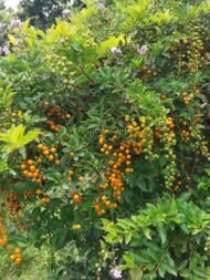 ⁦🌿 بذور دورنتا بنفسجي – Duranta erecta⁩ - الصورة ⁦6⁩