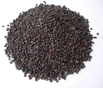 – Kapok Tree – Silk Cotton Tree – Java Cotton – Ceiba pentandraمن أسمائها المتداولة: الكابوك – شجرة الكابوك – شجرة القطن الحريري – شجرة القطن – شجرة الكابوك الاستوائية