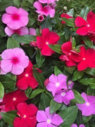 الاسم العلمي: Vinca spp من أسمائها المتداولة: الوينكا – البفتة – فينكا – الدفلى القزمية – Vinca – Periwinkle – Myrtle – Common Periwinkle