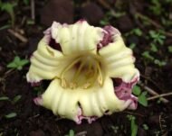 – Indian Trumpet Tree – Broken Bones Tree – Indian Broken Bone Tree – Midnight Horror – Oroxylum indicumمن أسمائها المتداولة: الأروكسوليم – أروكسوليم هندي – شجرة البوق الهندية – شجرة المظلة – شجرة العظم المكسور