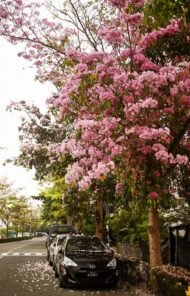 – Pink Tabebuia – Pink Trumpet Tree – Rosy Trumpet Tree – Roble – Tabebuia roseaمن أسمائها المتداولة: تابوبيا وردي – تابوبيا وردية – شجرة الأجراس الوردية – شجرة البوق الوردي