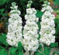 الاسم العلمي: Matthiola incana (L.) W.T.Aiton من أسمائها المتداولة: منثور – منثور مكس ألوان – منثور بلدي – منثور شتوي – المنثور الليلي – Stock – Garden Stock – Hoary Stock – Brompton Stock – Matthiola incana