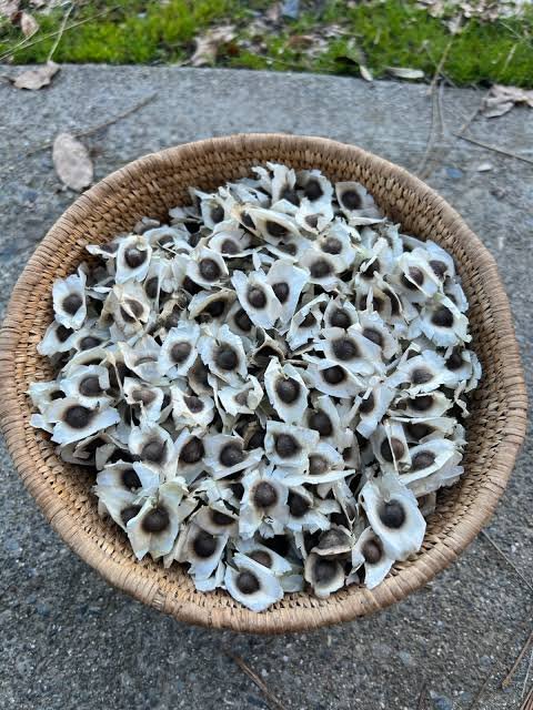 – Drumstick Tree – Horseradish Tree – Moringa – Moringa oleiferaمن أسمائها المتداولة : المورينجا – المورينجا أوليفيرا – شجرة المورينجا – شجرة البان – البان الزيتي – الحبة الغالية