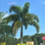 من أسمائها المتداولة: نخيل ذيل الثعلب، نخيل فوكس تيل، Foxtail Palm، Fox Tail Palm
