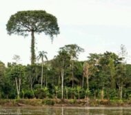 – Kapok Tree – Silk Cotton Tree – Java Cotton – Ceiba pentandraمن أسمائها المتداولة: الكابوك – شجرة الكابوك – شجرة القطن الحريري – شجرة القطن – شجرة الكابوك الاستوائية