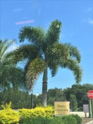 من أسمائها المتداولة: نخيل ذيل الثعلب، نخيل فوكس تيل، Foxtail Palm، Fox Tail Palm