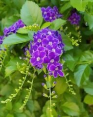 – Sky Flower – Golden Dewdrop – Pigeon Berry – Duranta erectaمن أسمائها المتداولة: دورنتا بنفسجي – دورنتا شامي – دورنتا – ورنتا بنفسجي – شجرة السماء