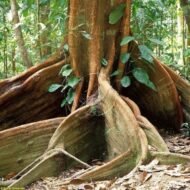 – Kapok Tree – Silk Cotton Tree – Java Cotton – Ceiba pentandraمن أسمائها المتداولة: الكابوك – شجرة الكابوك – شجرة القطن الحريري – شجرة القطن – شجرة الكابوك الاستوائية