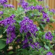 – Sky Flower – Golden Dewdrop – Pigeon Berry – Duranta erectaمن أسمائها المتداولة: دورنتا بنفسجي – دورنتا شامي – دورنتا – ورنتا بنفسجي – شجرة السماء