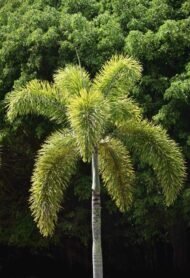 من أسمائها المتداولة: نخيل ذيل الثعلب، نخيل فوكس تيل، Foxtail Palm، Fox Tail Palm