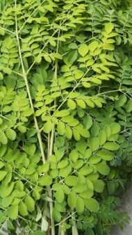 – Drumstick Tree – Horseradish Tree – Moringa – Moringa oleiferaمن أسمائها المتداولة : المورينجا – المورينجا أوليفيرا – شجرة المورينجا – شجرة البان – البان الزيتي – الحبة الغالية