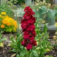 الاسم العلمي: Matthiola incana (L.) W.T.Aiton من أسمائها المتداولة: منثور – منثور مكس ألوان – منثور بلدي – منثور شتوي – المنثور الليلي – Stock – Garden Stock – Hoary Stock – Brompton Stock – Matthiola incana