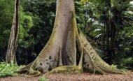 – Kapok Tree – Silk Cotton Tree – Java Cotton – Ceiba pentandraمن أسمائها المتداولة: الكابوك – شجرة الكابوك – شجرة القطن الحريري – شجرة القطن – شجرة الكابوك الاستوائية