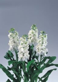 الاسم العلمي: Matthiola incana (L.) W.T.Aiton من أسمائها المتداولة: منثور – منثور مكس ألوان – منثور بلدي – منثور شتوي – المنثور الليلي – Stock – Garden Stock – Hoary Stock – Brompton Stock – Matthiola incana