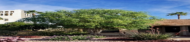 – Drumstick Tree – Horseradish Tree – Moringa – Moringa oleiferaمن أسمائها المتداولة : المورينجا – المورينجا أوليفيرا – شجرة المورينجا – شجرة البان – البان الزيتي – الحبة الغالية