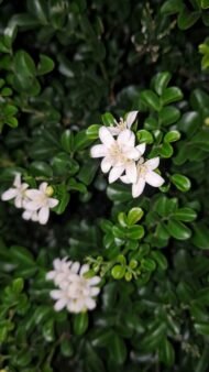 – Orange Jasmine – Orange Jessamine – Mock Orange – Chinese Box – Murraya paniculataمن أسمائها المتداولة: ياسمين الموريا – الموريا – الياسمين البرتقالي – الياسمين الصيني – الموريا العطرية