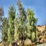 – Arabian Moringa – Wild Moringa – Desert Moringa – Moringa peregrinaمن أسمائها المتداولة : المورينجا العربية – المورينجا البرية – شجرة البان العربي – البان الصحراوي – المورينجا الصحراوية
