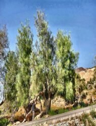 – Arabian Moringa – Wild Moringa – Desert Moringa – Moringa peregrinaمن أسمائها المتداولة : المورينجا العربية – المورينجا البرية – شجرة البان العربي – البان الصحراوي – المورينجا الصحراوية