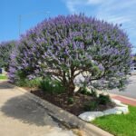 – Chaste Tree – Chasteberry – Monk’s Pepper – Abraham’s Balm – Vitex agnus-castusمن أسمائها المتداولة: كف مريم – شجرة كف مريم – فيتكس – شجرة العفة – شجرة راهب الفلفل – شجرة الفلفل