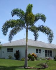 من أسمائها المتداولة: نخيل ذيل الثعلب، نخيل فوكس تيل، Foxtail Palm، Fox Tail Palm