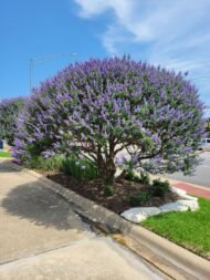 – Chaste Tree – Chasteberry – Monk’s Pepper – Abraham’s Balm – Vitex agnus-castusمن أسمائها المتداولة: كف مريم – شجرة كف مريم – فيتكس – شجرة العفة – شجرة راهب الفلفل – شجرة الفلفل