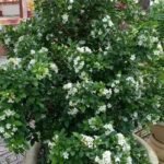 – Orange Jasmine – Orange Jessamine – Mock Orange – Chinese Box – Murraya paniculataمن أسمائها المتداولة: ياسمين الموريا – الموريا – الياسمين البرتقالي – الياسمين الصيني – الموريا العطرية