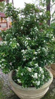 – Orange Jasmine – Orange Jessamine – Mock Orange – Chinese Box – Murraya paniculataمن أسمائها المتداولة: ياسمين الموريا – الموريا – الياسمين البرتقالي – الياسمين الصيني – الموريا العطرية