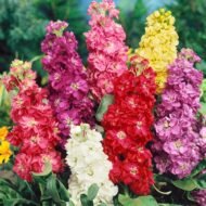 الاسم العلمي: Matthiola incana (L.) W.T.Aiton من أسمائها المتداولة: منثور – منثور مكس ألوان – منثور بلدي – منثور شتوي – المنثور الليلي – Stock – Garden Stock – Hoary Stock – Brompton Stock – Matthiola incana