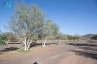 – Arabian Moringa – Wild Moringa – Desert Moringa – Moringa peregrinaمن أسمائها المتداولة : المورينجا العربية – المورينجا البرية – شجرة البان العربي – البان الصحراوي – المورينجا الصحراوية