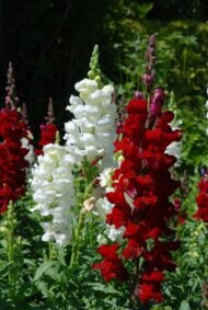 الاسم العلمي: Matthiola incana (L.) W.T.Aiton من أسمائها المتداولة: منثور – منثور مكس ألوان – منثور بلدي – منثور شتوي – المنثور الليلي – Stock – Garden Stock – Hoary Stock – Brompton Stock – Matthiola incana