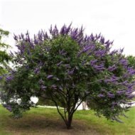 – Chaste Tree – Chasteberry – Monk’s Pepper – Abraham’s Balm – Vitex agnus-castusمن أسمائها المتداولة: كف مريم – شجرة كف مريم – فيتكس – شجرة العفة – شجرة راهب الفلفل – شجرة الفلفل