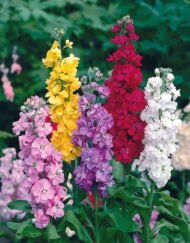 الاسم العلمي: Matthiola incana (L.) W.T.Aiton من أسمائها المتداولة: منثور – منثور مكس ألوان – منثور بلدي – منثور شتوي – المنثور الليلي – Stock – Garden Stock – Hoary Stock – Brompton Stock – Matthiola incana