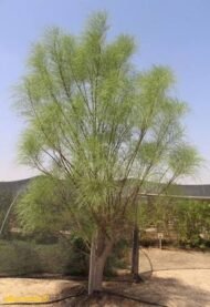 – Arabian Moringa – Wild Moringa – Desert Moringa – Moringa peregrinaمن أسمائها المتداولة : المورينجا العربية – المورينجا البرية – شجرة البان العربي – البان الصحراوي – المورينجا الصحراوية
