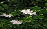 – Orange Jasmine – Orange Jessamine – Mock Orange – Chinese Box – Murraya paniculataمن أسمائها المتداولة: ياسمين الموريا – الموريا – الياسمين البرتقالي – الياسمين الصيني – الموريا العطرية