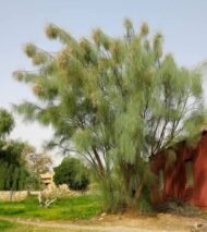 – Arabian Moringa – Wild Moringa – Desert Moringa – Moringa peregrinaمن أسمائها المتداولة : المورينجا العربية – المورينجا البرية – شجرة البان العربي – البان الصحراوي – المورينجا الصحراوية