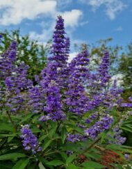 – Chaste Tree – Chasteberry – Monk’s Pepper – Abraham’s Balm – Vitex agnus-castusمن أسمائها المتداولة: كف مريم – شجرة كف مريم – فيتكس – شجرة العفة – شجرة راهب الفلفل – شجرة الفلفل