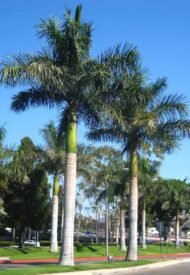 : النخيل الملكي، النخيل الملكي الكوبي، النخيل الملكي الإسباني، Cuban Royal Palm، Royal Palm