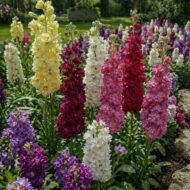 الاسم العلمي: Matthiola incana (L.) W.T.Aiton من أسمائها المتداولة: منثور – منثور مكس ألوان – منثور بلدي – منثور شتوي – المنثور الليلي – Stock – Garden Stock – Hoary Stock – Brompton Stock – Matthiola incana