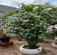 – Orange Jasmine – Orange Jessamine – Mock Orange – Chinese Box – Murraya paniculataمن أسمائها المتداولة: ياسمين الموريا – الموريا – الياسمين البرتقالي – الياسمين الصيني – الموريا العطرية