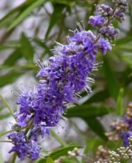 – Chaste Tree – Chasteberry – Monk’s Pepper – Abraham’s Balm – Vitex agnus-castusمن أسمائها المتداولة: كف مريم – شجرة كف مريم – فيتكس – شجرة العفة – شجرة راهب الفلفل – شجرة الفلفل