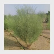 – Arabian Moringa – Wild Moringa – Desert Moringa – Moringa peregrinaمن أسمائها المتداولة : المورينجا العربية – المورينجا البرية – شجرة البان العربي – البان الصحراوي – المورينجا الصحراوية