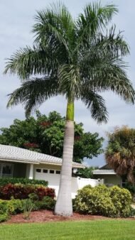: النخيل الملكي، النخيل الملكي الكوبي، النخيل الملكي الإسباني، Cuban Royal Palm، Royal Palm